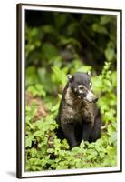 Coati, Costa Rica-null-Framed Premium Photographic Print