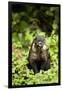 Coati, Costa Rica-null-Framed Premium Photographic Print