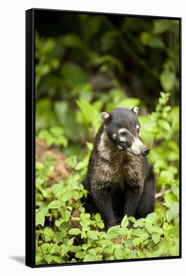 Coati, Costa Rica-null-Framed Stretched Canvas