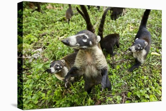 Coati, Costa Rica-null-Stretched Canvas