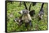 Coati, Costa Rica-null-Framed Stretched Canvas