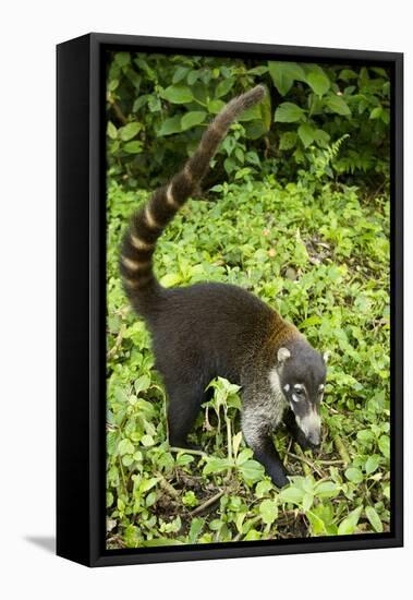 Coati, Costa Rica-null-Framed Stretched Canvas