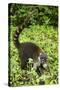 Coati, Costa Rica-null-Stretched Canvas