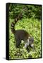 Coati, Costa Rica-null-Framed Stretched Canvas