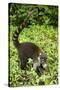 Coati, Costa Rica-null-Stretched Canvas