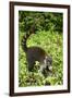 Coati, Costa Rica-null-Framed Premium Photographic Print