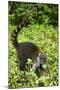 Coati, Costa Rica-null-Mounted Premium Photographic Print