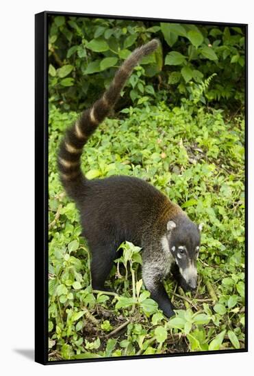 Coati, Costa Rica-null-Framed Stretched Canvas