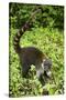 Coati, Costa Rica-null-Stretched Canvas