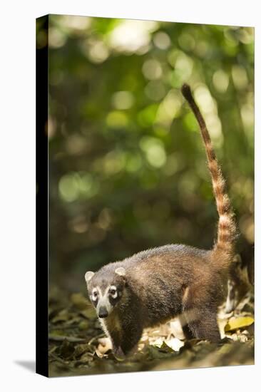 Coati, Costa Rica-null-Stretched Canvas