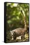 Coati, Costa Rica-null-Framed Stretched Canvas