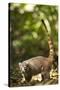 Coati, Costa Rica-null-Stretched Canvas