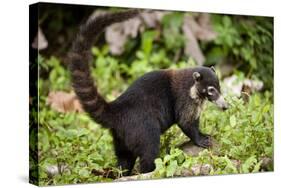 Coati, Costa Rica-null-Stretched Canvas