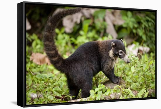 Coati, Costa Rica-null-Framed Stretched Canvas