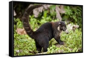 Coati, Costa Rica-null-Framed Stretched Canvas