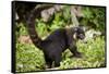 Coati, Costa Rica-null-Framed Stretched Canvas