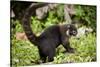 Coati, Costa Rica-null-Stretched Canvas