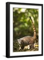 Coati, Costa Rica-null-Framed Photographic Print