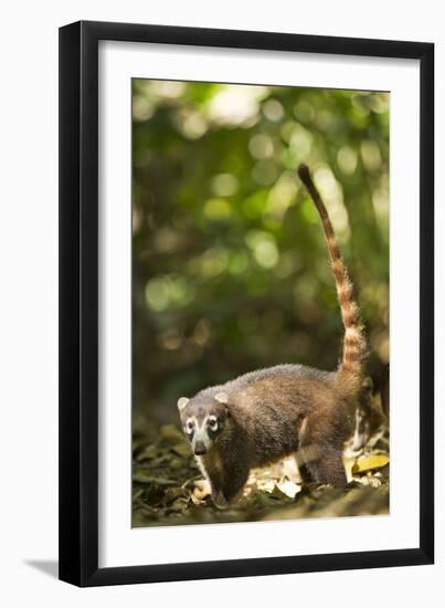 Coati, Costa Rica-null-Framed Photographic Print