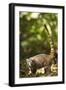 Coati, Costa Rica-null-Framed Photographic Print