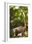 Coati, Costa Rica-null-Framed Photographic Print