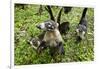 Coati, Costa Rica-null-Framed Photographic Print