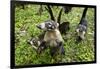 Coati, Costa Rica-null-Framed Photographic Print