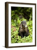 Coati, Costa Rica-null-Framed Photographic Print