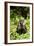 Coati, Costa Rica-null-Framed Photographic Print