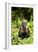 Coati, Costa Rica-null-Framed Photographic Print