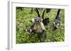 Coati, Costa Rica-null-Framed Photographic Print