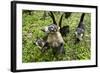 Coati, Costa Rica-null-Framed Photographic Print