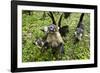 Coati, Costa Rica-null-Framed Photographic Print