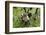 Coati, Costa Rica-null-Framed Photographic Print