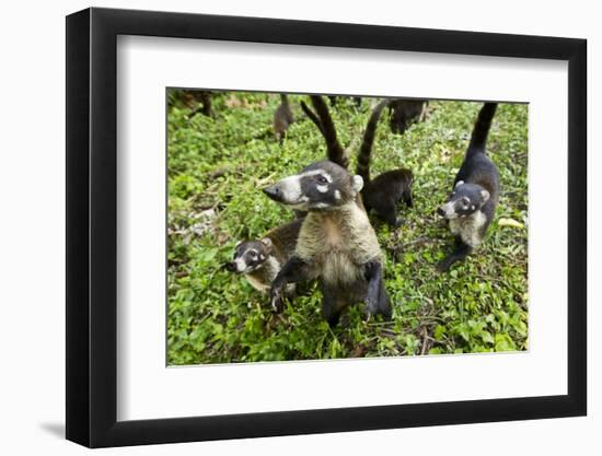 Coati, Costa Rica-null-Framed Photographic Print