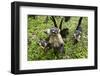 Coati, Costa Rica-null-Framed Photographic Print