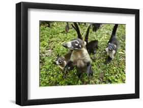 Coati, Costa Rica-null-Framed Photographic Print