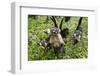 Coati, Costa Rica-null-Framed Photographic Print