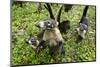 Coati, Costa Rica-null-Mounted Photographic Print