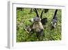 Coati, Costa Rica-null-Framed Photographic Print