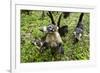 Coati, Costa Rica-null-Framed Photographic Print