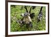 Coati, Costa Rica-null-Framed Photographic Print