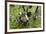 Coati, Costa Rica-null-Framed Photographic Print