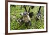 Coati, Costa Rica-null-Framed Photographic Print