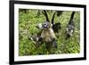 Coati, Costa Rica-null-Framed Photographic Print