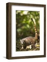 Coati, Costa Rica-null-Framed Photographic Print