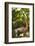 Coati, Costa Rica-null-Framed Photographic Print