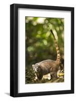 Coati, Costa Rica-null-Framed Photographic Print