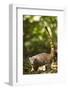 Coati, Costa Rica-null-Framed Photographic Print