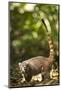 Coati, Costa Rica-null-Mounted Photographic Print